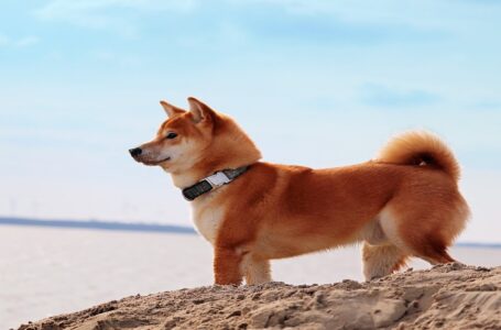 Why this can be an ideal opportunity to buy Dogecoin