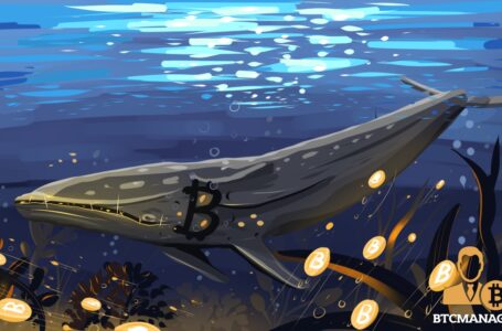 Whales Holding Bitcoin (BTC) After Pump and Dump Signals, Santiment Data Shows