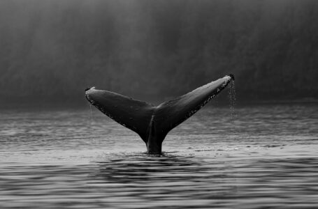 On-Chain Data Shows Bitcoin Whales Hold Fort Despite Recent Dips