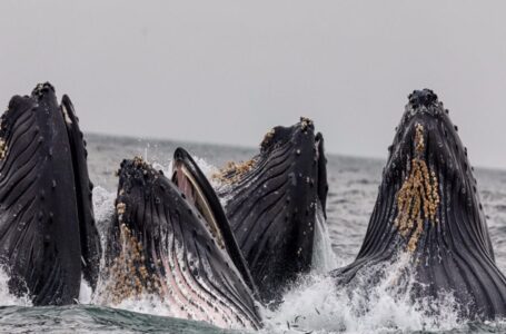 Bitcoin, Ethereum whales swimming out of Huobi, with a huge catch