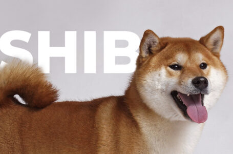Shiba Inu (SHIB) Reaches New All-Time High, Inching Closer to Surpassing Dogecoin