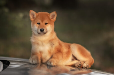 Shiba Inu Now Valued Higher Than Nissan and LG Electronics as Price Hits Fresh Record Highs