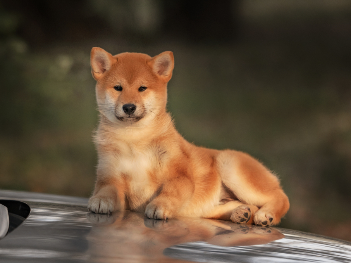 Shiba Inu