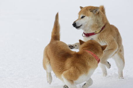 Shiba Inu Is Back Above Dogecoin as Coinbase Changes SHIB’s Maximum Price Precision