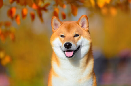 Shiba Inu Generates 1 Million Tweets as Price Keeps Hitting Fresh Highs