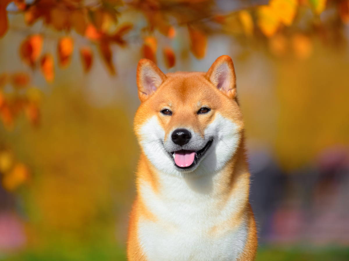 Shiba Inu