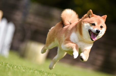 Shiba Inu Surpasses Litecoin, Chainlink and Bitcoin Cash by Market Capitalization