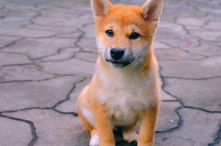 No, Elon Musk’s Shiba Inu Tweet Isn’t Pumping SHIB’s Price