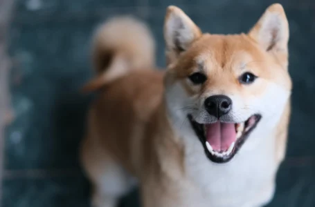 Meme Crypto Shiba Inu Skyrockets — SHIB Climbs 230% in a Week, Whale Buys 6 Trillion Tokens – Markets and Prices Bitcoin News