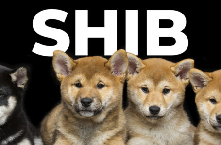 SHIB 800% Rally Reflected in Real Shiba Inu Puppy Sales