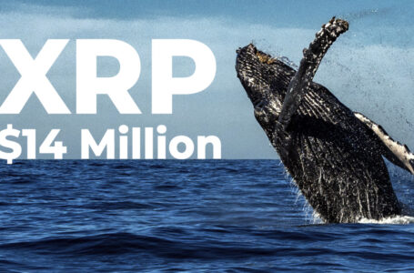 XRP Whale Moves $14 Million from Exchange