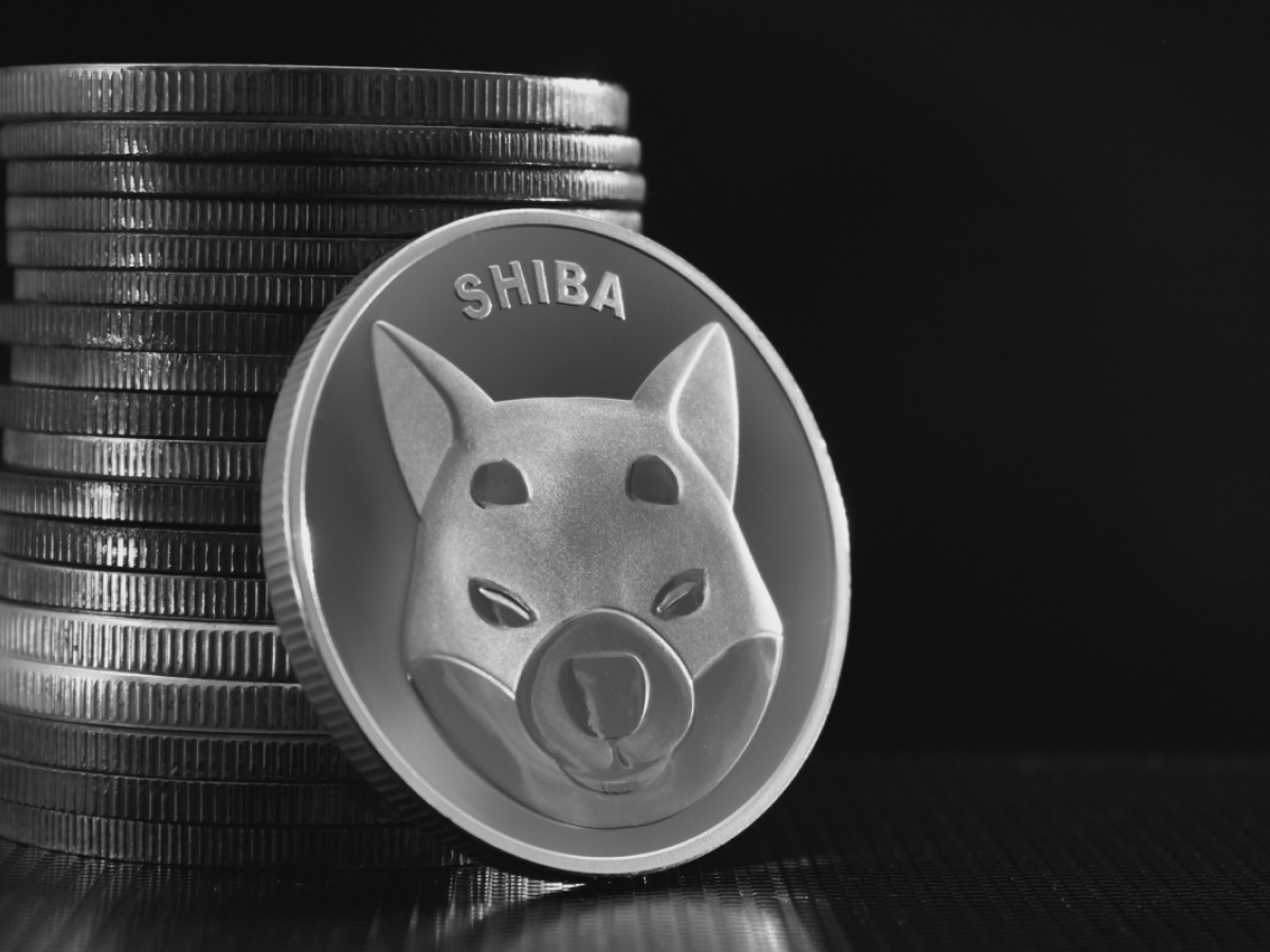 Shiba