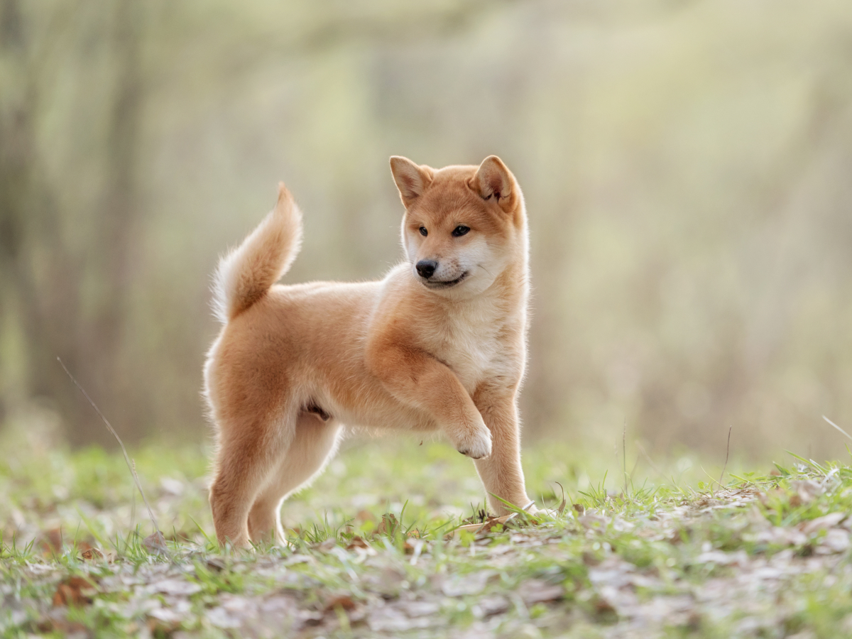 Shiba