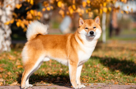 “Dogecoin Killer” Shiba Inu Integrated by One of Leading Crypto Payment Processors