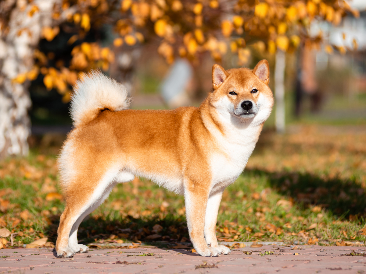 Shiba