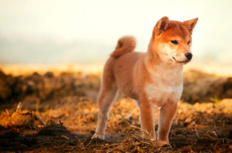 Dicey Shiba Inu Bet Turns Supermarket Worker Into Millionaire