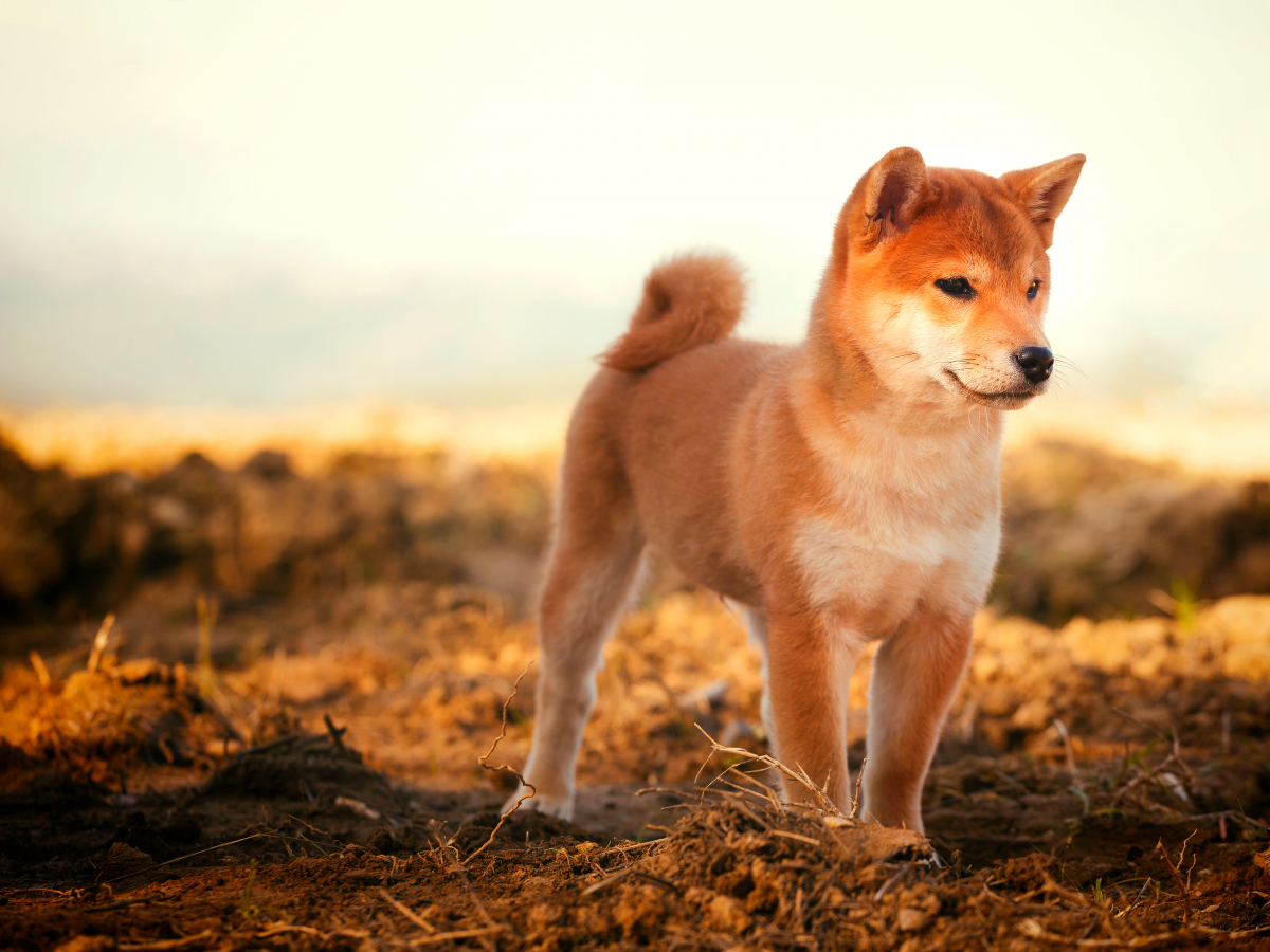 Shiba