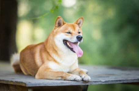 Shiba Inu (SHIB) Spikes 8%, Leading Crypto Market Recovery