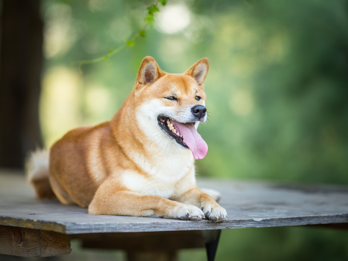 Shiba