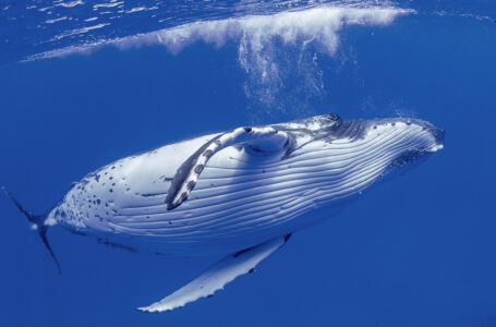 Bitcoin Whale Turns $294K Into $150 Million