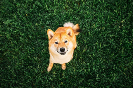 Shiba Inu (SHIB) Shines in Sea of Red