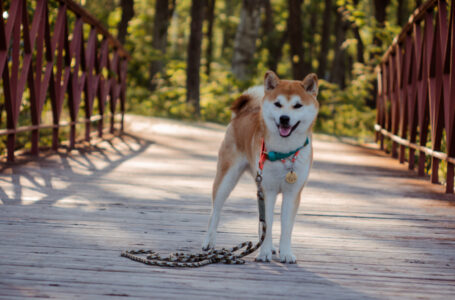 Shiba Inu (SHIB) Soars Nearly 30% on Thanksgiving Day