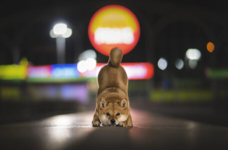 Is Shiba Inu Undervalued at 40% Off All-Time High?