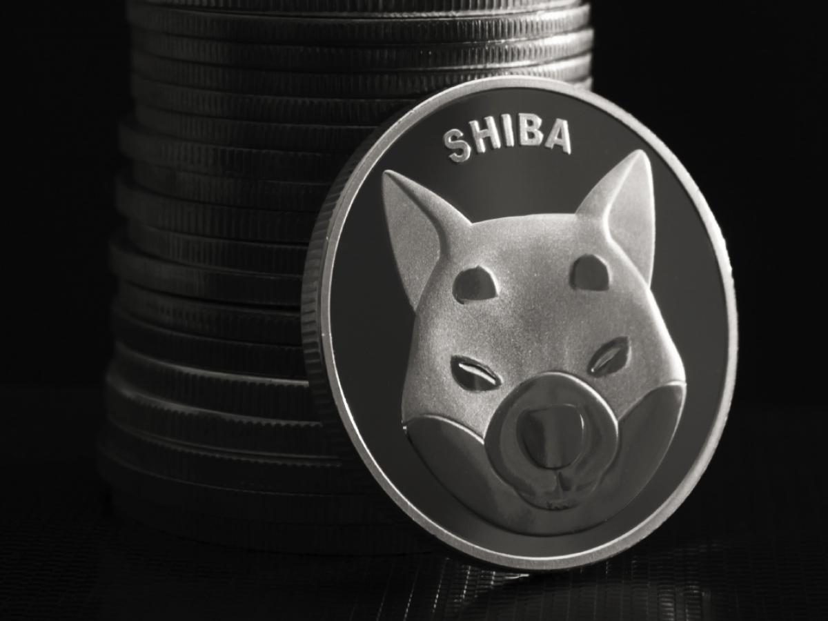 Shiba