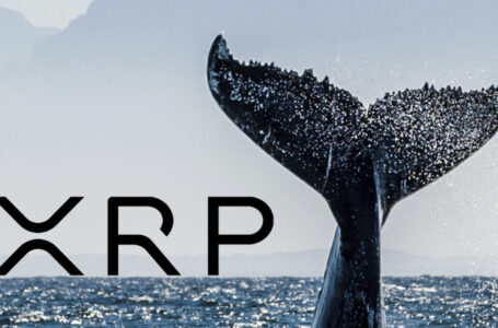 $100 Million Worth of XRP Moved By Whales Amid 3% Correction