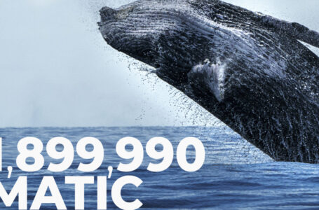 Whales Added 1,899,990 MATIC to Their Holdings in Last 24 Hours