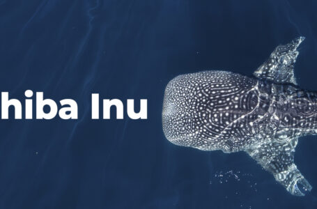 Shiba Inu Whales Bought More Than $200 Million Worth of Tokens Amid Asset’s 22% Run