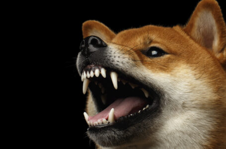 Shiba Inu Comes Closer to 50-Day Trend Resistance as Whale Holdings Reach $2 Billion