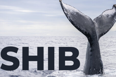 Shiba Inu Whales Hold 26% of Supply as Net Flow Rises by 176%