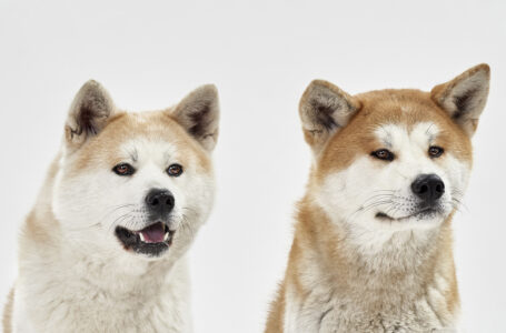 Shiba Inu Whales Increase Their Average Holdings by 28%