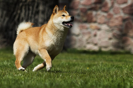 Shiba Inu (SHIB) Suddenly Spikes 8%