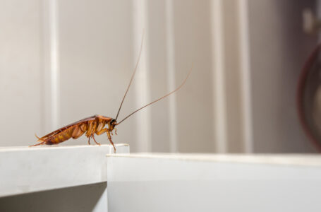 Gerber Kawasaki CEO Compares Bitcoin and Ether to Cockroaches