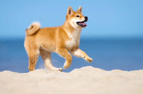 Dogecoin Killer Shiba Inu Can Now Be Used for Booking Over 2 Million Hotels