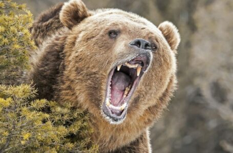 Market Analyst Says ‘Whole Crypto Sphere Is in a Bear Market’ as Prices Continue to Slide Lower