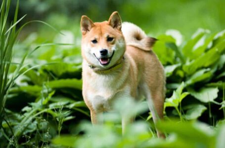 Leading Spainish Cryptocurrency Exchange Adds Shiba Inu (SHIB)