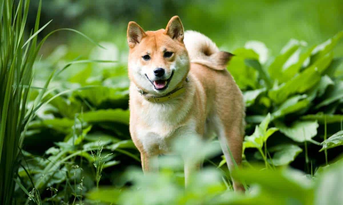 SHIB