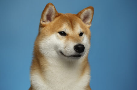 Shiba Inu and Dogecoin Profitability Evened Out: Here’s Why