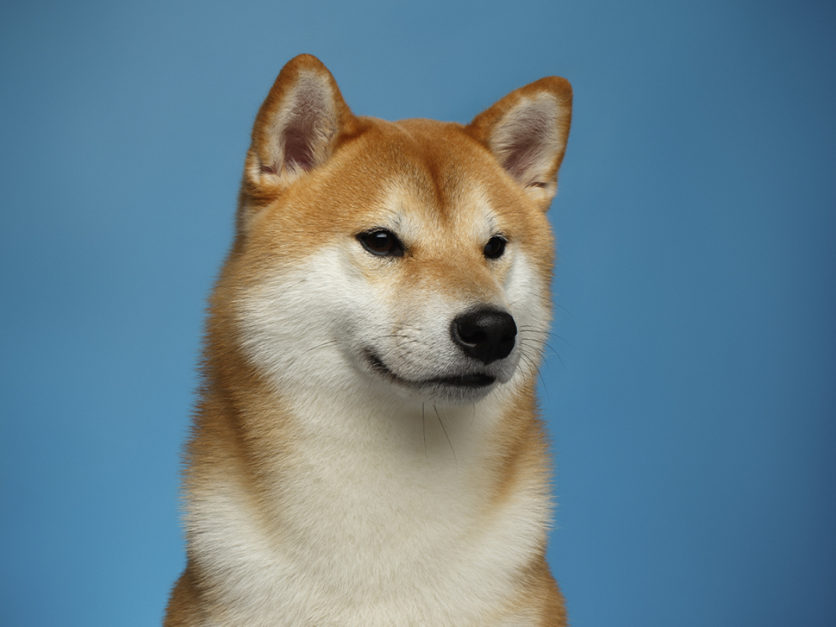 Shiba