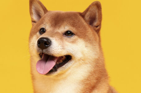 Shiba Inu Price Set for 2022 Move as 9 Businesses Join SHIB Burn Pledge