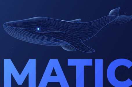MATIC Whale Holding 20 Million Tokens Buys Extra $10 Million Worth