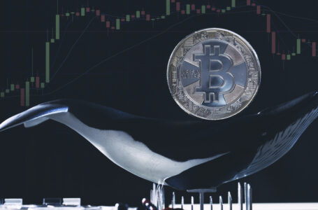 Over 5,300 BTC Bought by Three of the Largest Bitcoin Whales on January 7