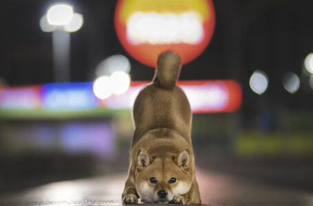 Shiba Inu Profitability Rate Drops to 44%, Making Token Unprofitable for Majority of Holders