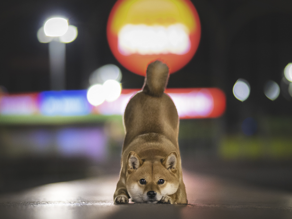 Shiba