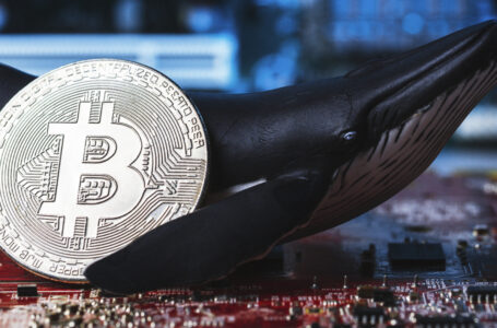 Bitcoin Whales Enter Active Accumulation State, On-Chain Data Suggests
