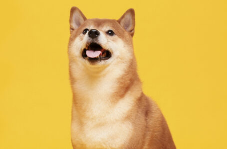 Shiba Inu (SHIB) Recovers 40% from Recent Low, Surpasses Polygon (MATIC)
