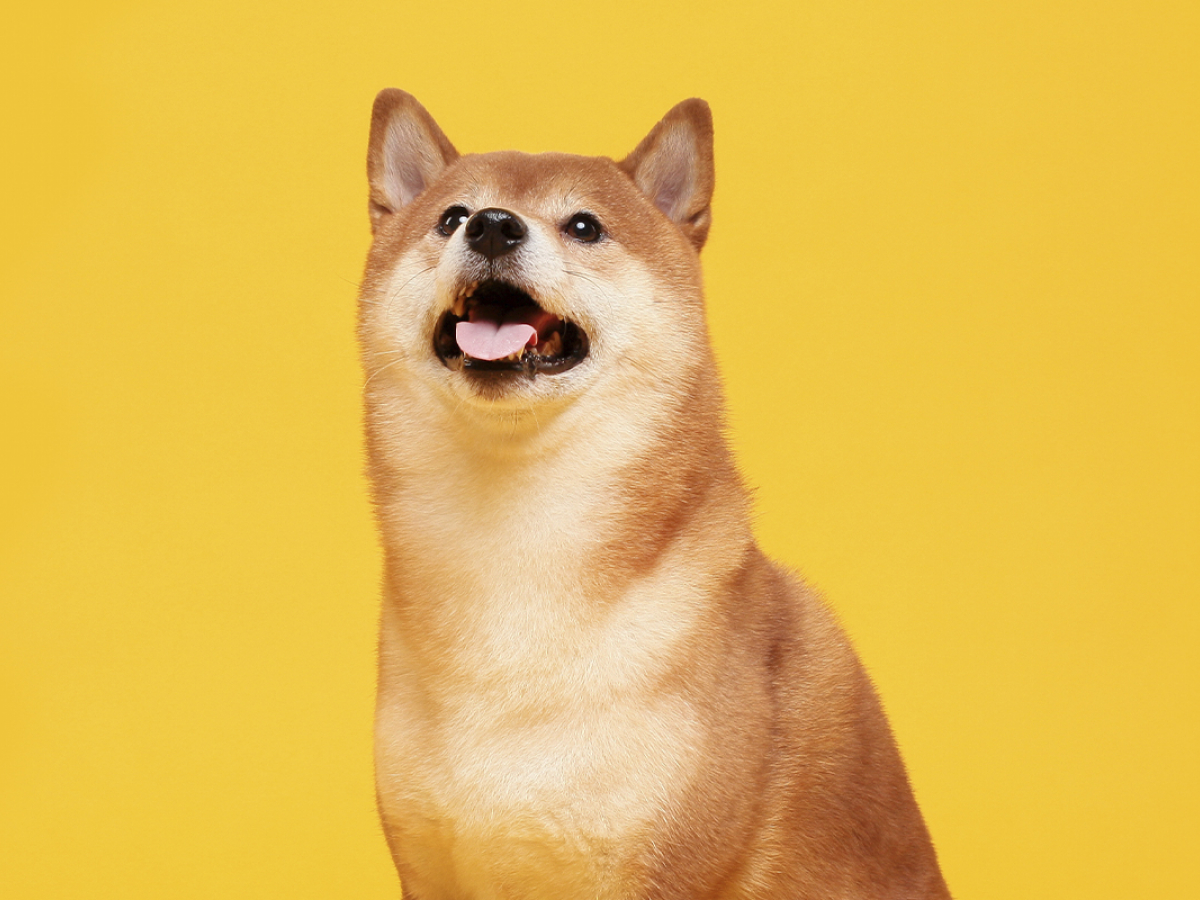 Shiba Inu